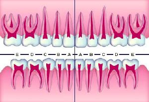 子供の歯が抜けない